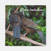 Chaco chachalaca magnet (Vorne)