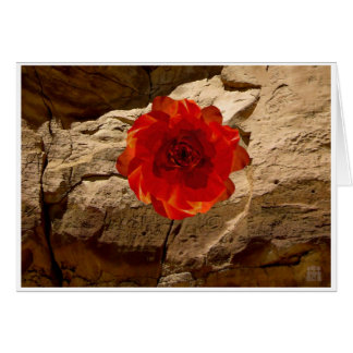 Chaco SteinRose