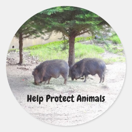 Chacoan Peccary #3 Stickers (Vorderseite)