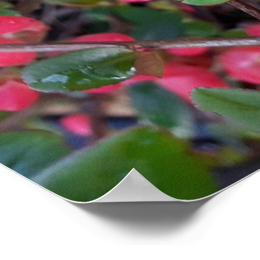 Chaenomeles japonica, Zierquitte Poster (Ecke)