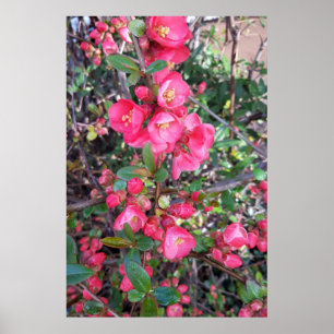 Chaenomeles japonica, Zierquitte Poster