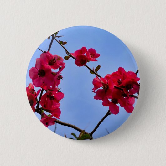 Chaenomeles speciosa Abzeichen Button (Vorderseite)