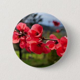 Chaenomeles speciosa Abzeichen Button