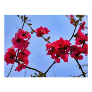 Chaenomeles speciosa fotodruck