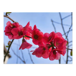 Chaenomeles speciosa fotodruck