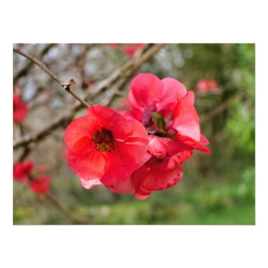 Chaenomeles speciosa fotodruck (Vorne)