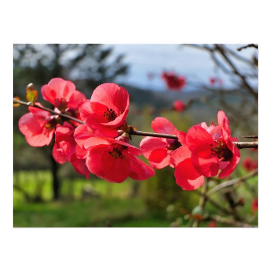 Chaenomeles speciosa fotodruck (Vorne)