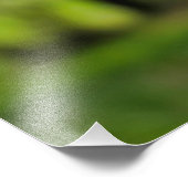 Chaenomeles speciosa fotodruck (Ecke)