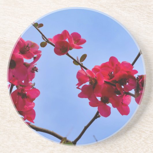 Chaenomeles speciosa getränkeuntersetzer (Vorne)