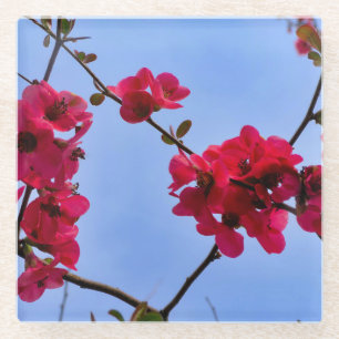 Chaenomeles speciosa glasuntersetzer