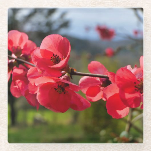 Chaenomeles speciosa glasuntersetzer (Vorderseite)