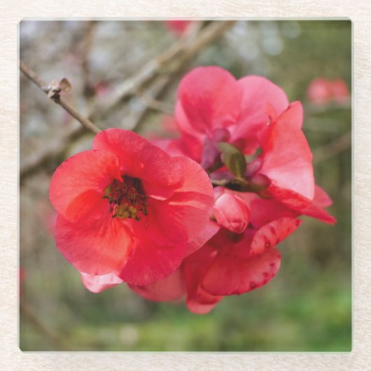 Chaenomeles speciosa glasuntersetzer (Vorderseite)