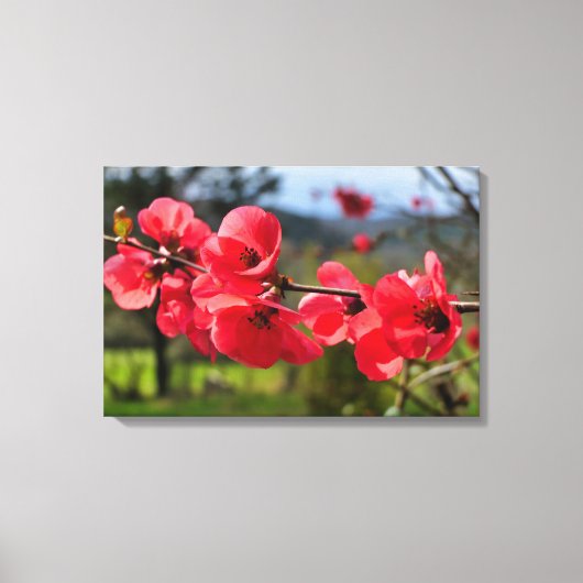 Chaenomeles speciosa leinwanddruck (Vorderseite)