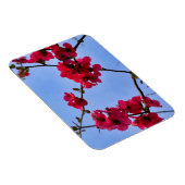 Chaenomeles speciosa magnet (Rechte Seite)