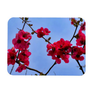 Chaenomeles speciosa magnet