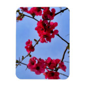 Chaenomeles speciosa magnet (Vertikal)