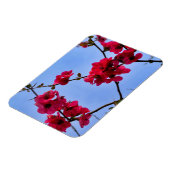 Chaenomeles speciosa magnet (Linke Seite)