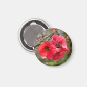 Chaenomeles speciosa magnet (Vorderseite/Rückseite)