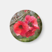 Chaenomeles speciosa magnet (Vorne)