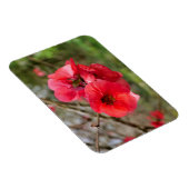 Chaenomeles speciosa magnet (Rechte Seite)