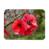 Chaenomeles speciosa magnet (Horizontal)