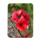 Chaenomeles speciosa magnet (Vertikal)