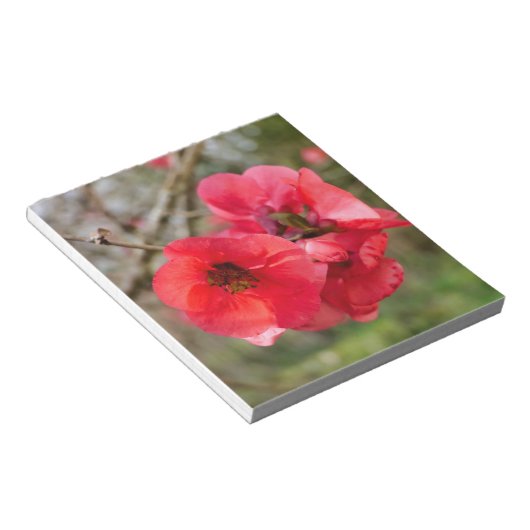 Chaenomeles speciosa notizblock (angewinkelt)