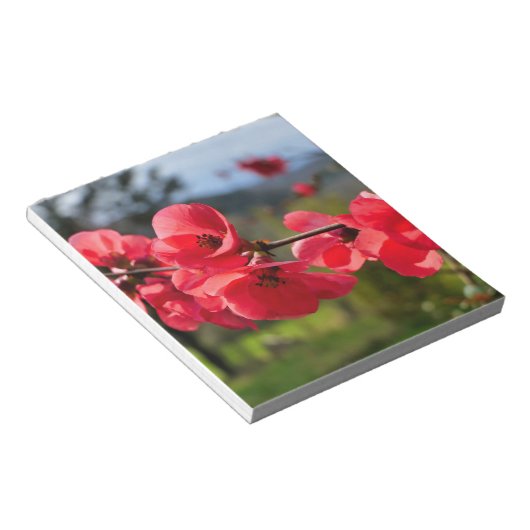 Chaenomeles speciosa notizblock (angewinkelt)