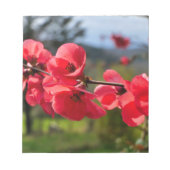 Chaenomeles speciosa notizblock (Vorderseite)