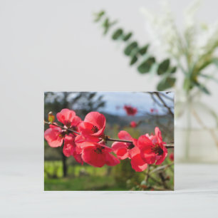 Chaenomeles speciosa postkarte
