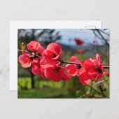 Chaenomeles speciosa postkarte (Vorne/Hinten)
