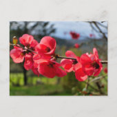 Chaenomeles speciosa postkarte (Vorderseite)