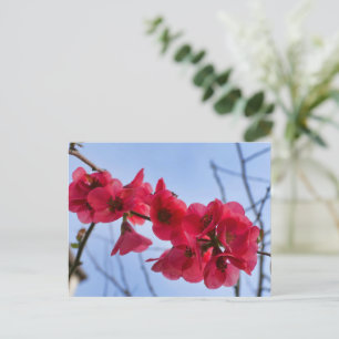 Chaenomeles speciosa postkarte