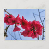Chaenomeles speciosa postkarte (Vorderseite)