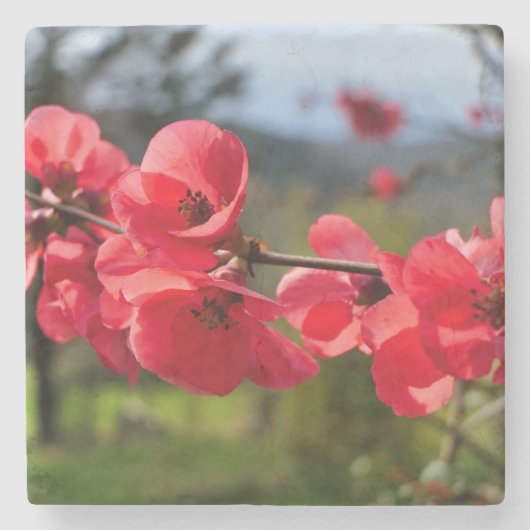 Chaenomeles speciosa steinuntersetzer (Vorderseite)