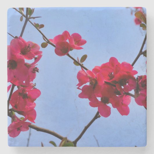 Chaenomeles speciosa steinuntersetzer (Vorderseite)