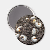 Chafer Larva Magnet (Vorderseite/Rückseite)