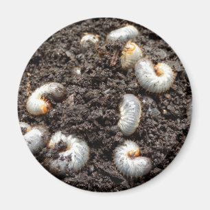 Chafer Larva Magnet