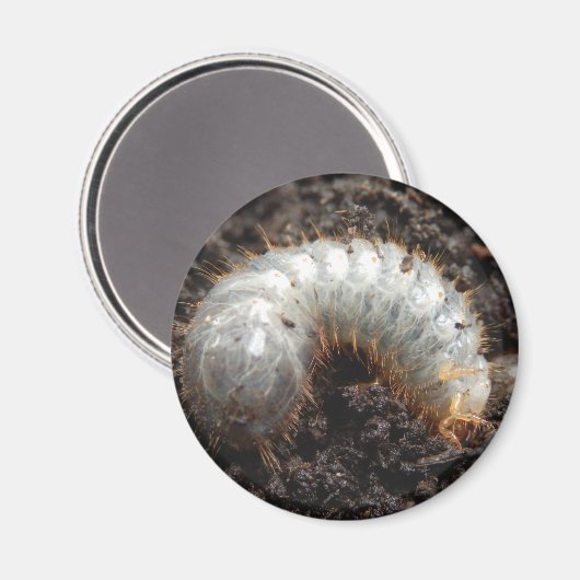 Chafer Larva Magnet (Vorderseite/Rückseite)