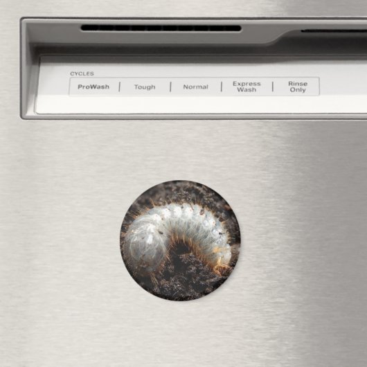 Chafer Larva Magnet (In Situ (Geschirrspüler))