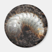 Chafer Larva Magnet (Vorne)