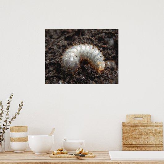 Chafer Larva Poster (Küche)