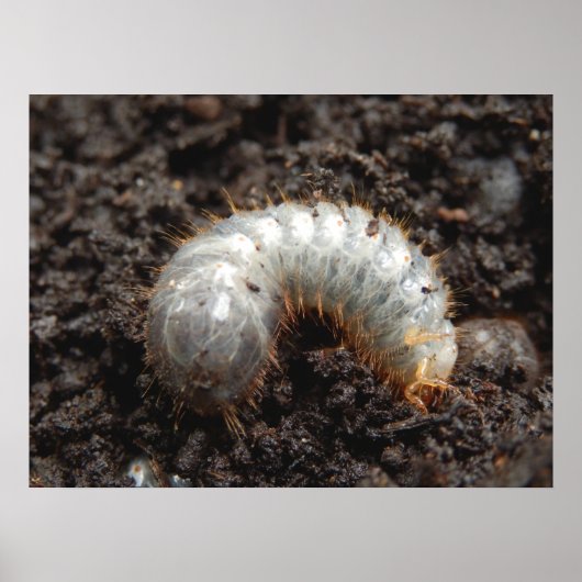 Chafer Larva Poster (Vorne)