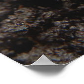 Chafer Larva Poster (Ecke)