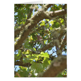 Chaffinch