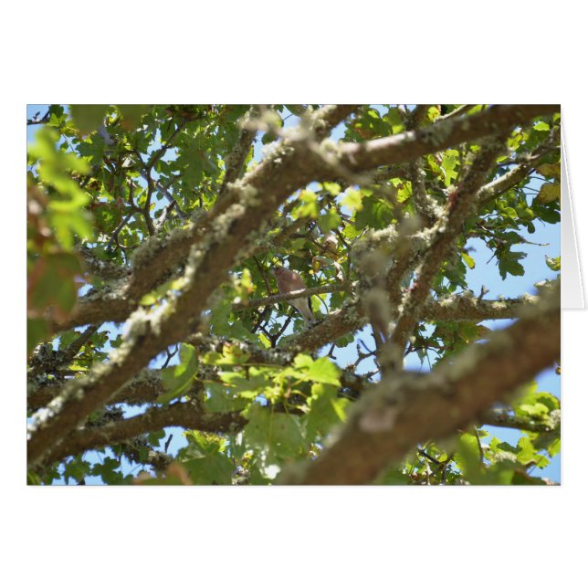 Chaffinch (Vorderseite (Horizontal))