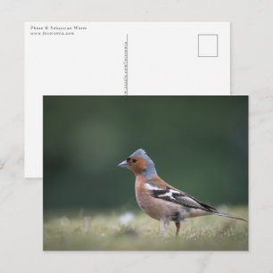 Chaffinch Bird Nature Foto Postkarte