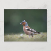 Chaffinch Bird Nature Foto Postkarte (Vorderseite)