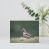 Chaffinch Bird Nature Foto Postkarte (Stehend Vorderseite)