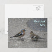 Chaffinch Fütterte Me Custom Postcard Postkarte (Vorne/Hinten)